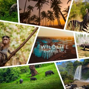 Cultural Experience Tour – Journey Package